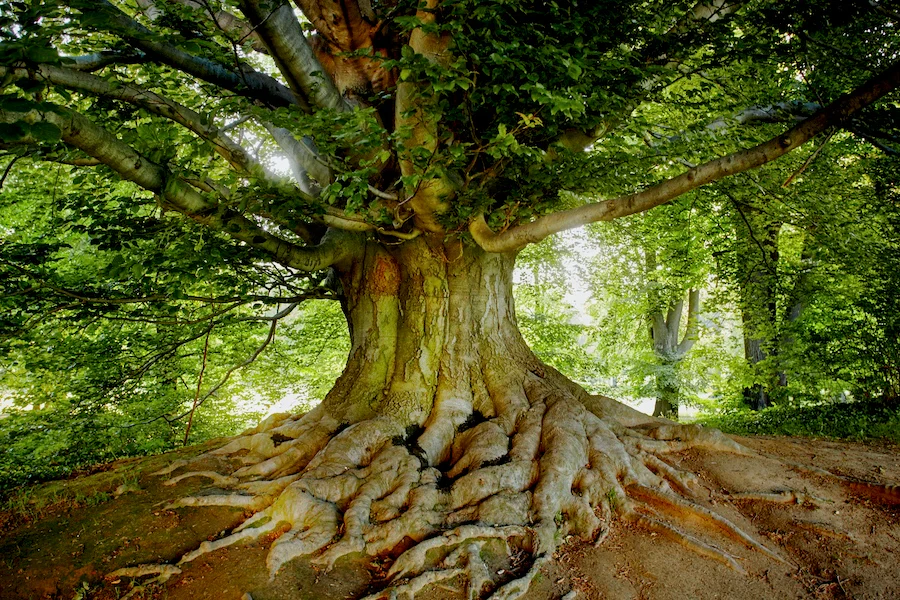 A tree with roots in the middle of it.